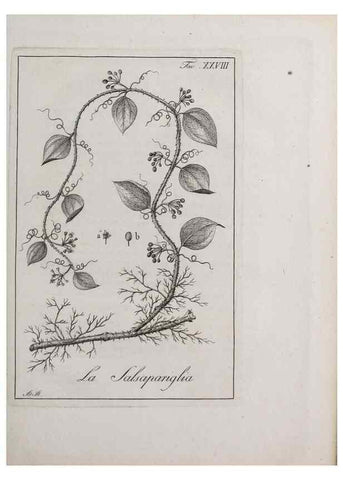 Reproducción/Reproduction 46367349605: Storia delle piante forastiere le più importanti nell'uso medico, od economico /. Milano :Nella stamperia di Giuseppe Marelli,1791-1794.. 