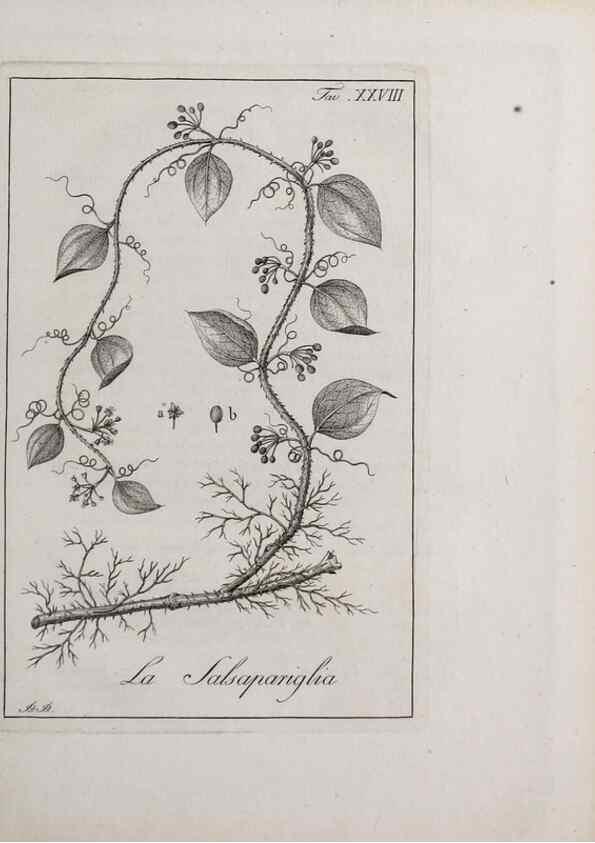 Reproducción/Reproduction 46367349605: Storia delle piante forastiere le più importanti nell'uso medico, od economico /. Milano :Nella stamperia di Giuseppe Marelli,1791-1794.. 