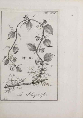 Reproducción/Reproduction 46367349605: Storia delle piante forastiere le più importanti nell'uso medico, od economico /. Milano :Nella stamperia di Giuseppe Marelli,1791-1794.. 