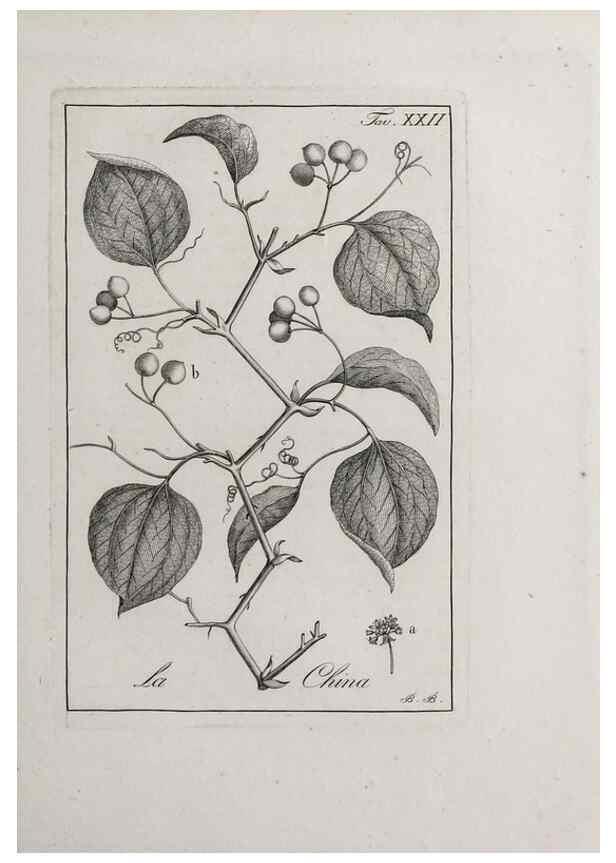 Reproducción/Reproduction 47281711841: Storia delle piante forastiere le più importanti nell'uso medico, od economico /. Milano :Nella stamperia di Giuseppe Marelli,1791-1794.. 