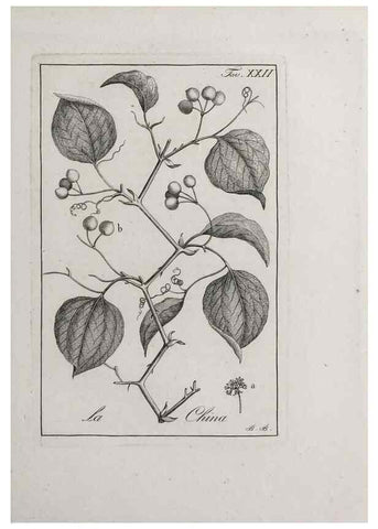 Reproducción/Reproduction 47281711841: Storia delle piante forastiere le più importanti nell'uso medico, od economico /. Milano :Nella stamperia di Giuseppe Marelli,1791-1794.. 
