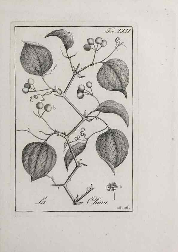 Reproducción/Reproduction 47281711841: Storia delle piante forastiere le più importanti nell'uso medico, od economico /. Milano :Nella stamperia di Giuseppe Marelli,1791-1794.. 