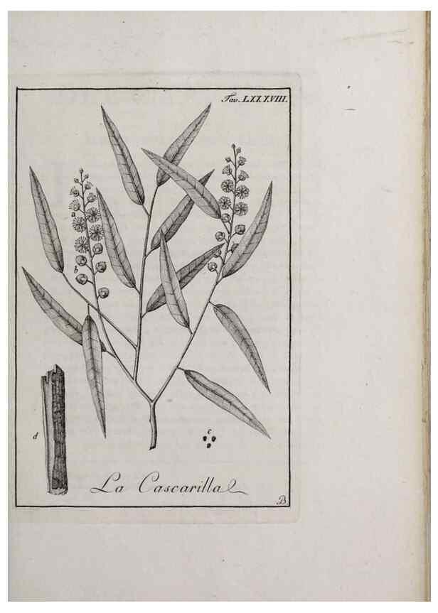 Reproducción/Reproduction 46558825354: Storia delle piante forastiere le più importanti nell'uso medico, od economico /. Milano :Nella stamperia di Giuseppe Marelli,1791-1794.. 