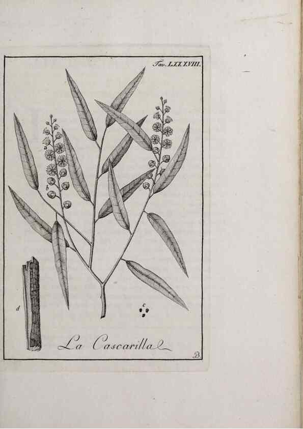 Reproducción/Reproduction 46558825354: Storia delle piante forastiere le più importanti nell'uso medico, od economico /. Milano :Nella stamperia di Giuseppe Marelli,1791-1794.. 