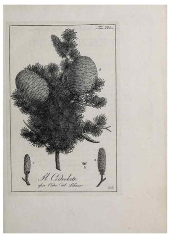 Reproducción/Reproduction 46367385745: Storia delle piante forastiere le più importanti nell'uso medico, od economico /. Milano :Nella stamperia di Giuseppe Marelli,1791-1794.. 