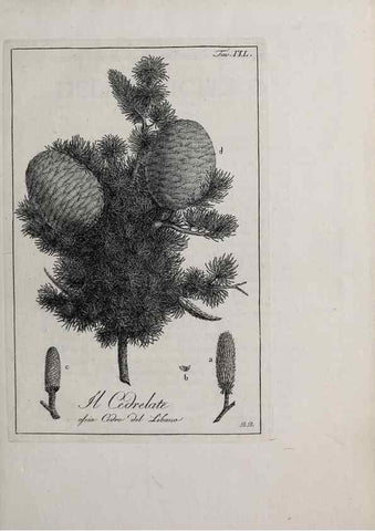 Reproducción/Reproduction 46367385745: Storia delle piante forastiere le più importanti nell'uso medico, od economico /. Milano :Nella stamperia di Giuseppe Marelli,1791-1794.. 