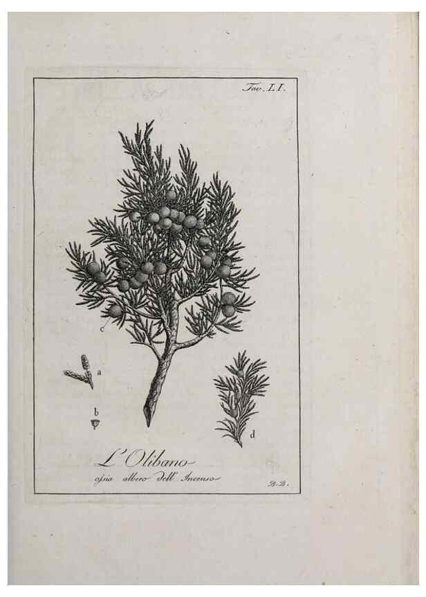 Reproducción/Reproduction 47229830212: Storia delle piante forastiere le più importanti nell'uso medico, od economico /. Milano :Nella stamperia di Giuseppe Marelli,1791-1794.. 