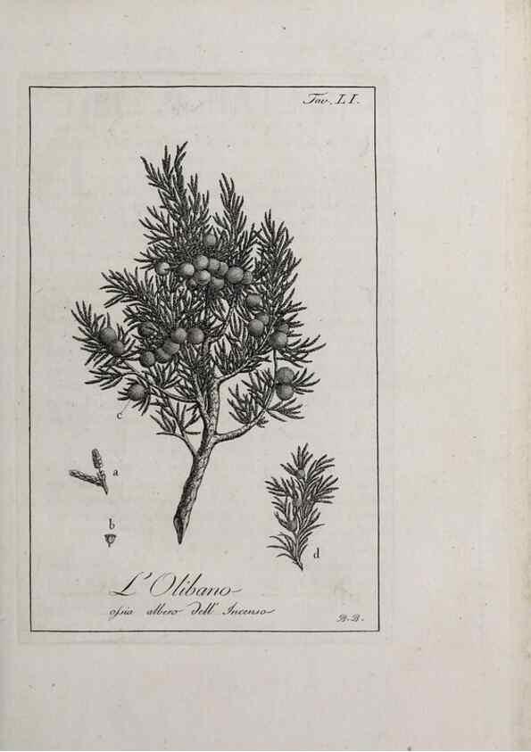 Reproducción/Reproduction 47229830212: Storia delle piante forastiere le più importanti nell'uso medico, od economico /. Milano :Nella stamperia di Giuseppe Marelli,1791-1794.. 