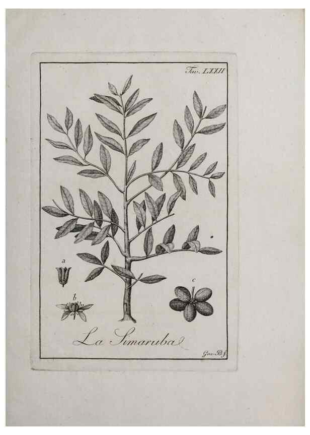 Reproducción/Reproduction 46558784724: Storia delle piante forastiere le più importanti nell'uso medico, od economico /. Milano :Nella stamperia di Giuseppe Marelli,1791-1794.. 