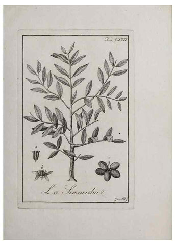 Reproducción/Reproduction 46558784724: Storia delle piante forastiere le più importanti nell'uso medico, od economico /. Milano :Nella stamperia di Giuseppe Marelli,1791-1794.. 