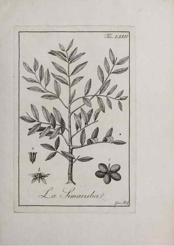 Reproducción/Reproduction 46558784724: Storia delle piante forastiere le più importanti nell'uso medico, od economico /. Milano :Nella stamperia di Giuseppe Marelli,1791-1794.. 