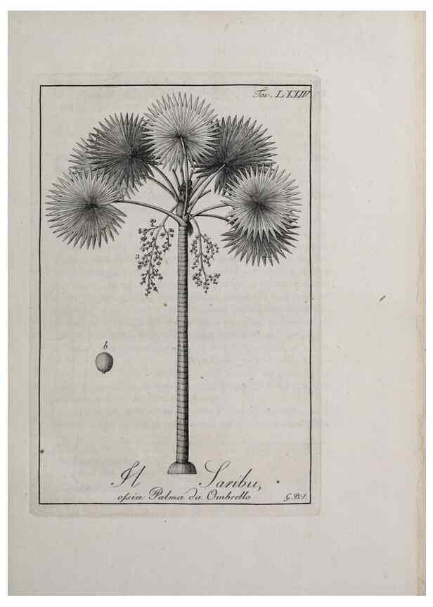Reproducción/Reproduction 46367425365: Storia delle piante forastiere le più importanti nell'uso medico, od economico /. Milano :Nella stamperia di Giuseppe Marelli,1791-1794.. 