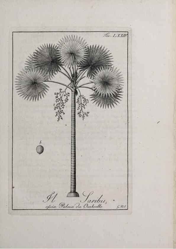 Reproducción/Reproduction 46367425365: Storia delle piante forastiere le più importanti nell'uso medico, od economico /. Milano :Nella stamperia di Giuseppe Marelli,1791-1794.. 