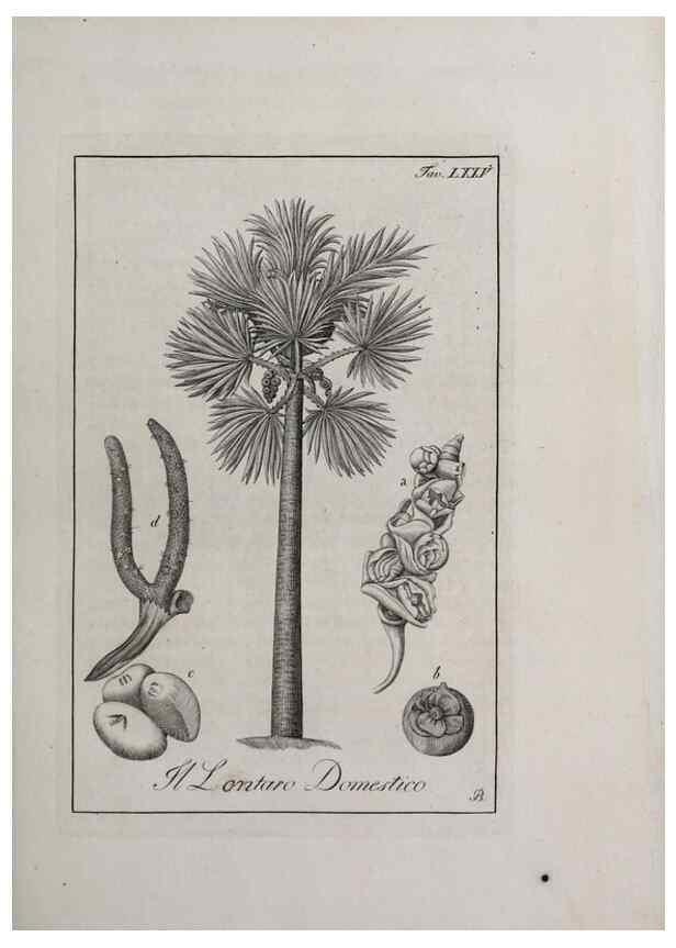 Reproducción/Reproduction 40317375803: Storia delle piante forastiere le più importanti nell'uso medico, od economico /. Milano :Nella stamperia di Giuseppe Marelli,1791-1794.. 