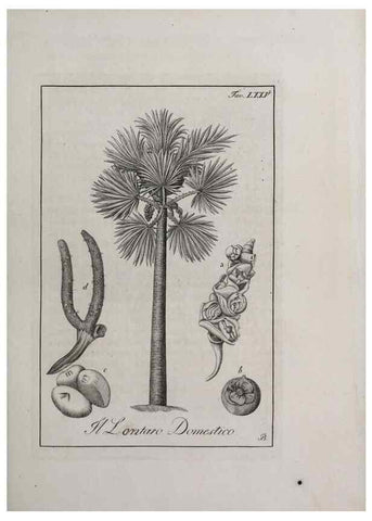 Reproducción/Reproduction 40317375803: Storia delle piante forastiere le più importanti nell'uso medico, od economico /. Milano :Nella stamperia di Giuseppe Marelli,1791-1794.. 