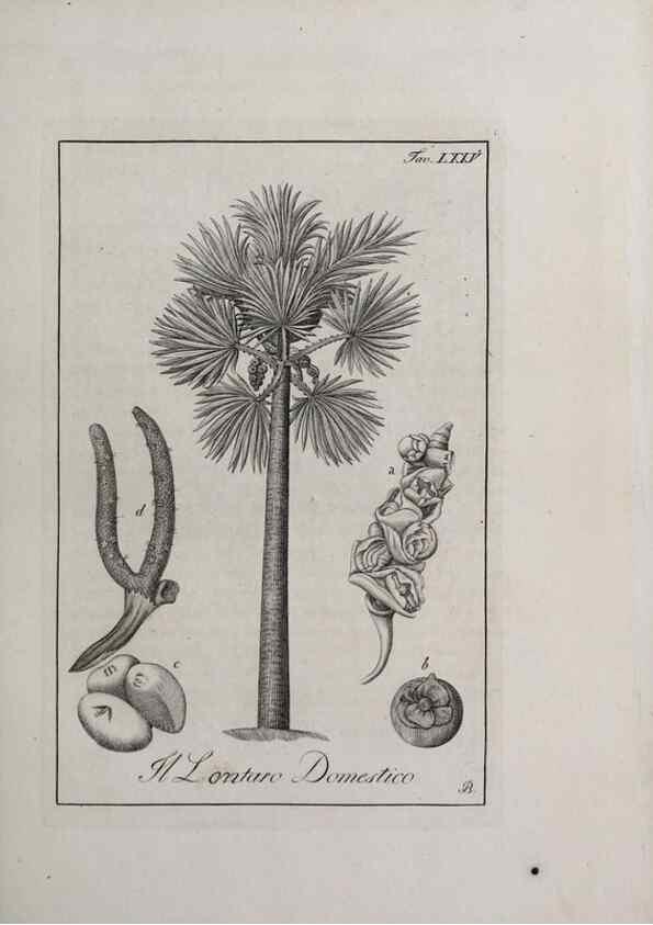 Reproducción/Reproduction 40317375803: Storia delle piante forastiere le più importanti nell'uso medico, od economico /. Milano :Nella stamperia di Giuseppe Marelli,1791-1794.. 