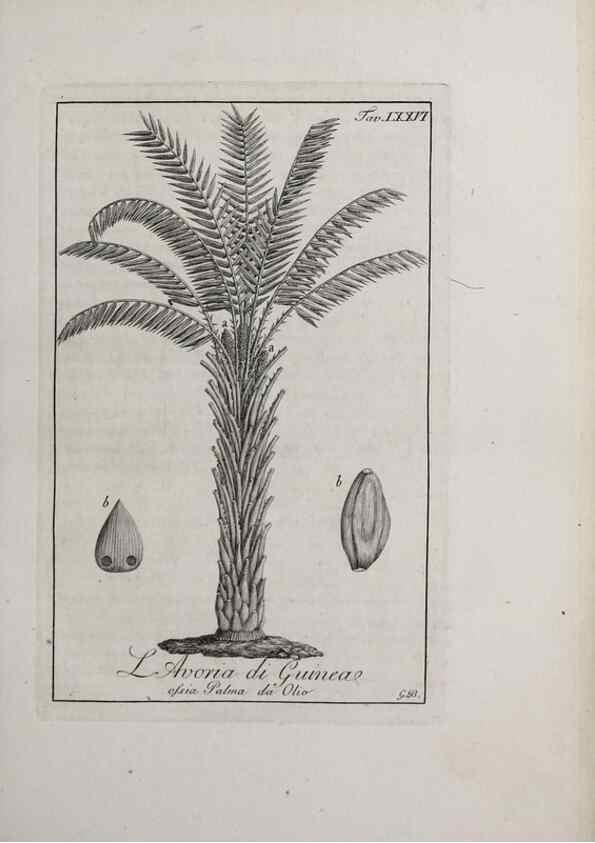 Reproducción/Reproduction 47229886692: Storia delle piante forastiere le più importanti nell'uso medico, od economico /. Milano :Nella stamperia di Giuseppe Marelli,1791-1794.. 
