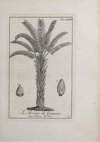 Reproducción/Reproduction 47229886692: Storia delle piante forastiere le più importanti nell'uso medico, od economico /. Milano :Nella stamperia di Giuseppe Marelli,1791-1794.. 