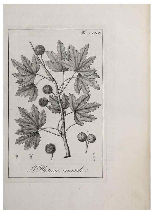 Reproducción/Reproduction 46367426705: Storia delle piante forastiere le più importanti nell'uso medico, od economico /. Milano :Nella stamperia di Giuseppe Marelli,1791-1794.. 