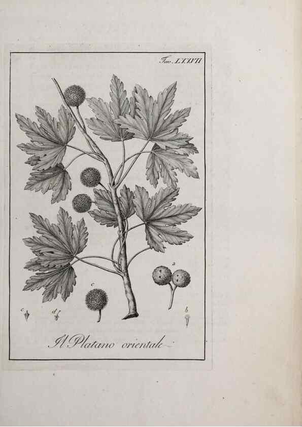 Reproducción/Reproduction 46367426705: Storia delle piante forastiere le più importanti nell'uso medico, od economico /. Milano :Nella stamperia di Giuseppe Marelli,1791-1794.. 