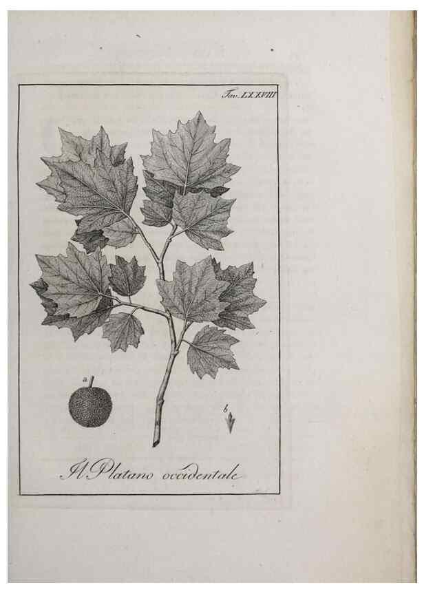 Reproducción/Reproduction 46367427165: Storia delle piante forastiere le più importanti nell'uso medico, od economico /. Milano :Nella stamperia di Giuseppe Marelli,1791-1794.. 