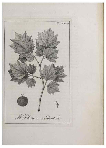 Reproducción/Reproduction 46367427165: Storia delle piante forastiere le più importanti nell'uso medico, od economico /. Milano :Nella stamperia di Giuseppe Marelli,1791-1794.. 
