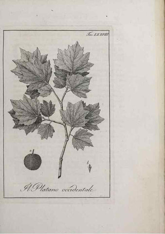 Reproducción/Reproduction 46367427165: Storia delle piante forastiere le più importanti nell'uso medico, od economico /. Milano :Nella stamperia di Giuseppe Marelli,1791-1794.. 