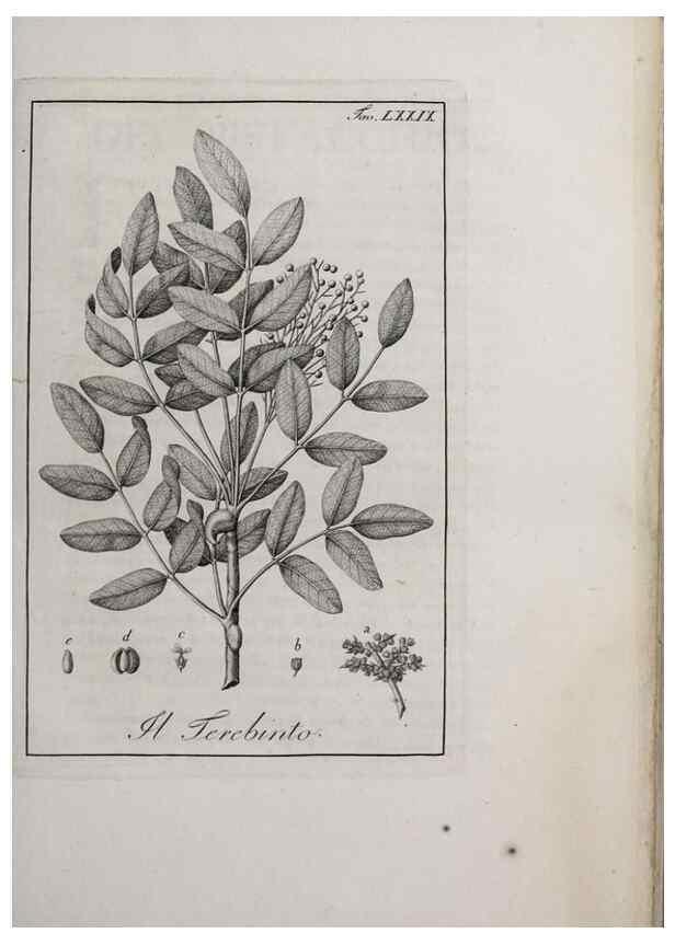 Reproducción/Reproduction 47229888942: Storia delle piante forastiere le più importanti nell'uso medico, od economico /. Milano :Nella stamperia di Giuseppe Marelli,1791-1794.. 