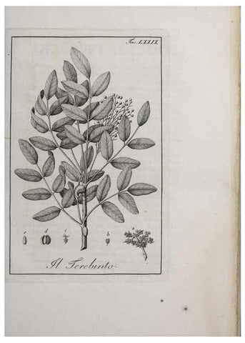 Reproducción/Reproduction 47229888942: Storia delle piante forastiere le più importanti nell'uso medico, od economico /. Milano :Nella stamperia di Giuseppe Marelli,1791-1794.. 