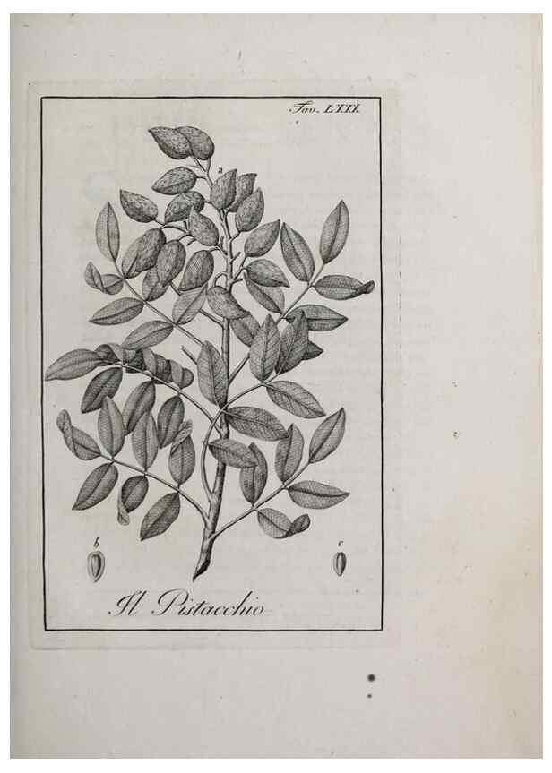 Reproducción/Reproduction 46558819704: Storia delle piante forastiere le più importanti nell'uso medico, od economico /. Milano :Nella stamperia di Giuseppe Marelli,1791-1794.. 
