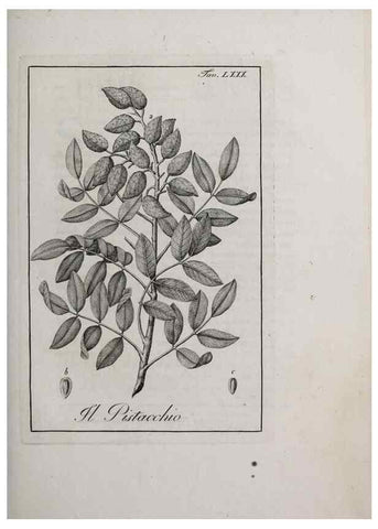 Reproducción/Reproduction 46558819704: Storia delle piante forastiere le più importanti nell'uso medico, od economico /. Milano :Nella stamperia di Giuseppe Marelli,1791-1794.. 