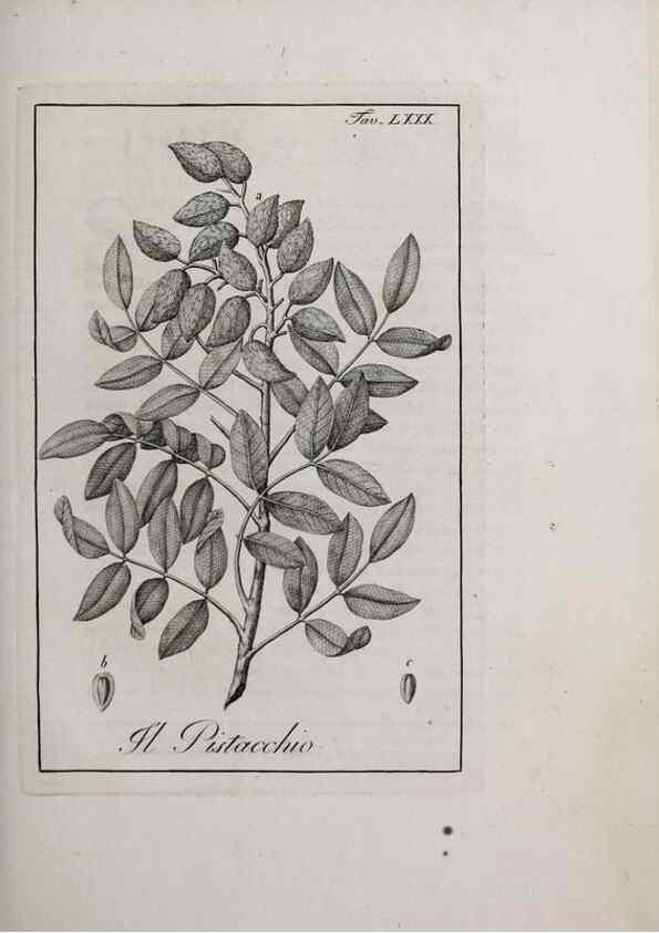 Reproducción/Reproduction 46558819704: Storia delle piante forastiere le più importanti nell'uso medico, od economico /. Milano :Nella stamperia di Giuseppe Marelli,1791-1794.. 