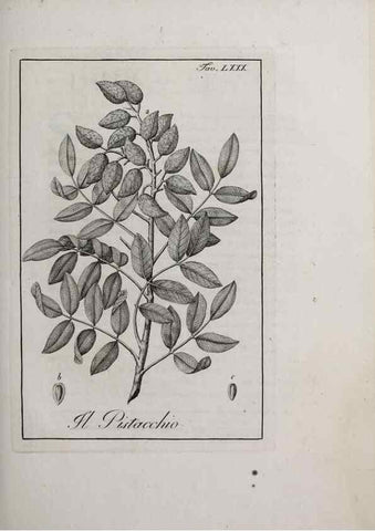 Reproducción/Reproduction 46558819704: Storia delle piante forastiere le più importanti nell'uso medico, od economico /. Milano :Nella stamperia di Giuseppe Marelli,1791-1794.. 