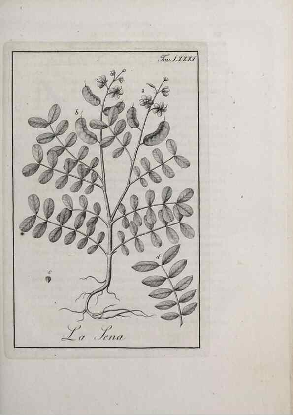 Reproducción/Reproduction 46558820214: Storia delle piante forastiere le più importanti nell'uso medico, od economico /. Milano :Nella stamperia di Giuseppe Marelli,1791-1794.. 