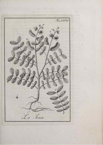 Reproducción/Reproduction 46558820214: Storia delle piante forastiere le più importanti nell'uso medico, od economico /. Milano :Nella stamperia di Giuseppe Marelli,1791-1794.. 