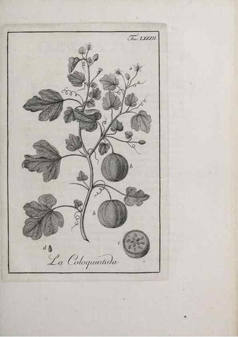 Reproducción/Reproduction 46367429085: Storia delle piante forastiere le più importanti nell'uso medico, od economico /. Milano :Nella stamperia di Giuseppe Marelli,1791-1794.. 