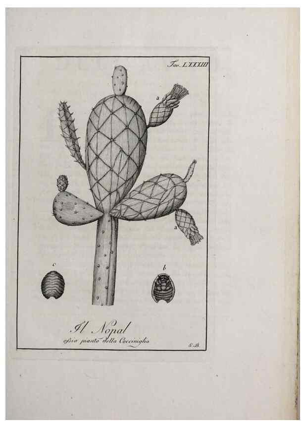Reproducción/Reproduction 33406316838: Storia delle piante forastiere le più importanti nell'uso medico, od economico /. Milano :Nella stamperia di Giuseppe Marelli,1791-1794.. 