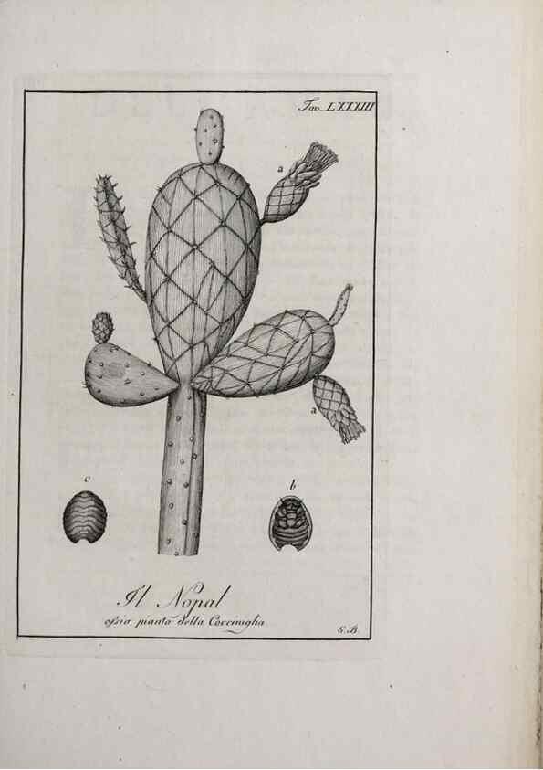 Reproducción/Reproduction 33406316838: Storia delle piante forastiere le più importanti nell'uso medico, od economico /. Milano :Nella stamperia di Giuseppe Marelli,1791-1794.. 