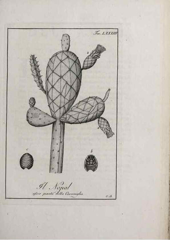 Reproducción/Reproduction 33406316838: Storia delle piante forastiere le più importanti nell'uso medico, od economico /. Milano :Nella stamperia di Giuseppe Marelli,1791-1794.. 