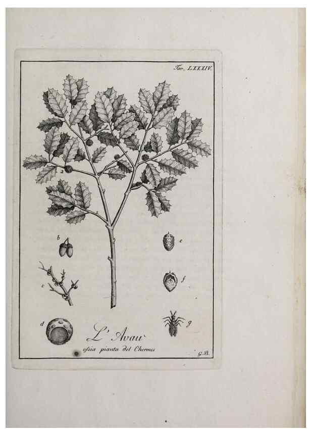 Reproducción/Reproduction 47229892622: Storia delle piante forastiere le più importanti nell'uso medico, od economico /. Milano :Nella stamperia di Giuseppe Marelli,1791-1794.. 