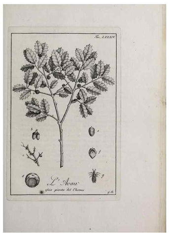 Reproducción/Reproduction 47229892622: Storia delle piante forastiere le più importanti nell'uso medico, od economico /. Milano :Nella stamperia di Giuseppe Marelli,1791-1794.. 