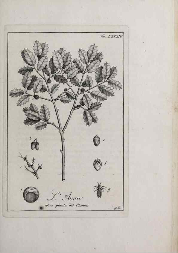 Reproducción/Reproduction 47229892622: Storia delle piante forastiere le più importanti nell'uso medico, od economico /. Milano :Nella stamperia di Giuseppe Marelli,1791-1794.. 