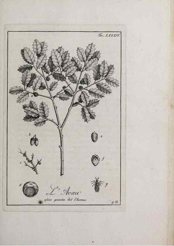 Reproducción/Reproduction 47229892622: Storia delle piante forastiere le più importanti nell'uso medico, od economico /. Milano :Nella stamperia di Giuseppe Marelli,1791-1794.. 