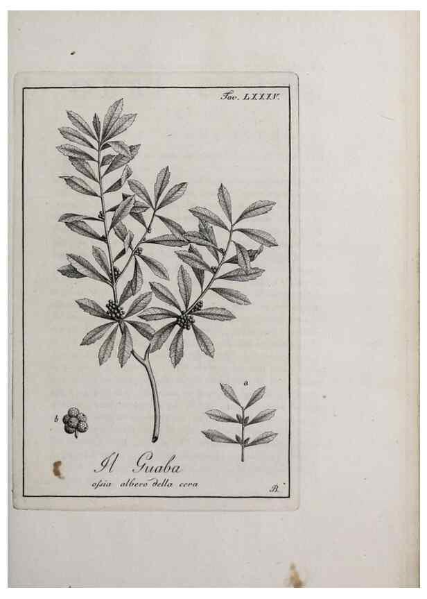 Reproducción/Reproduction 47229893492: Storia delle piante forastiere le più importanti nell'uso medico, od economico /. Milano :Nella stamperia di Giuseppe Marelli,1791-1794.. 