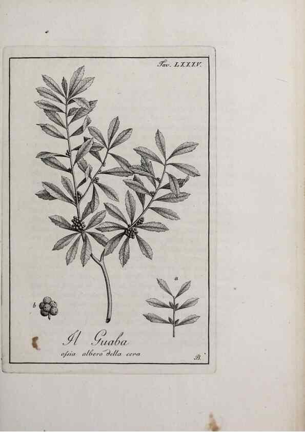 Reproducción/Reproduction 47229893492: Storia delle piante forastiere le più importanti nell'uso medico, od economico /. Milano :Nella stamperia di Giuseppe Marelli,1791-1794.. 