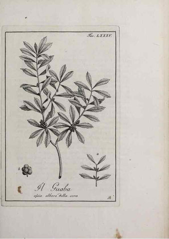 Reproducción/Reproduction 47229893492: Storia delle piante forastiere le più importanti nell'uso medico, od economico /. Milano :Nella stamperia di Giuseppe Marelli,1791-1794.. 
