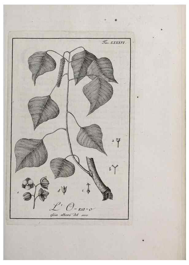 Reproducción/Reproduction 47229894372: Storia delle piante forastiere le più importanti nell'uso medico, od economico /. Milano :Nella stamperia di Giuseppe Marelli,1791-1794.. 