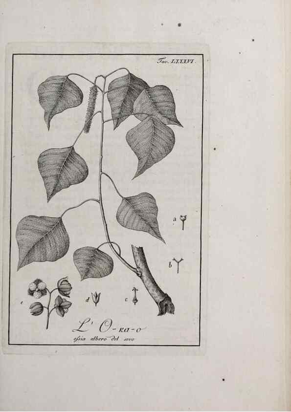 Reproducción/Reproduction 47229894372: Storia delle piante forastiere le più importanti nell'uso medico, od economico /. Milano :Nella stamperia di Giuseppe Marelli,1791-1794.. 