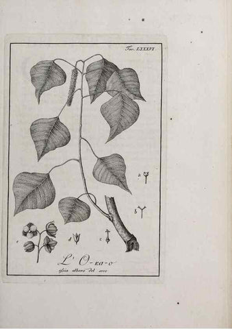 Reproducción/Reproduction 47229894372: Storia delle piante forastiere le più importanti nell'uso medico, od economico /. Milano :Nella stamperia di Giuseppe Marelli,1791-1794.. 