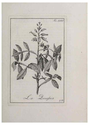 Reproducción/Reproduction 47229842232: Storia delle piante forastiere le più importanti nell'uso medico, od economico /. Milano :Nella stamperia di Giuseppe Marelli,1791-1794.. 